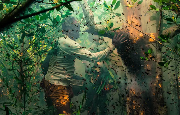 মৌচাক থেকে মধু সংগ্রহ করছেন এক মৌয়াল।